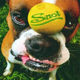 Get Some by Snot